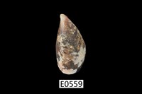 藏品(貽貝)的圖片